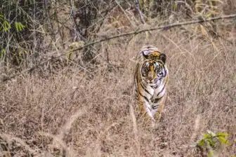 La jungle de Kipling – sur la piste du tigre du Bengale