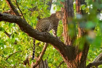 La jungle de Kipling – sur la piste du tigre du Bengale – Image 2