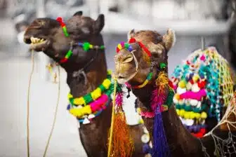 Pushkar