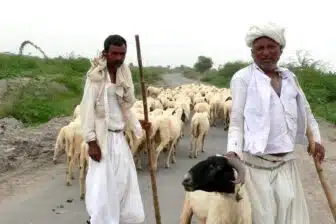 Les secrets du Gujarat – Image 2